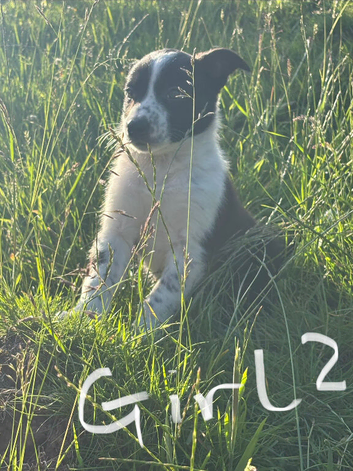 Border Collie Puppies