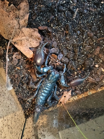 Asian forest scorpion