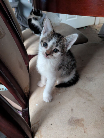 3 beautiful kitten