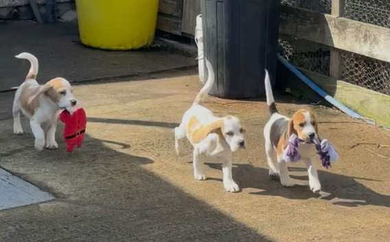 Beautiful beagle puppies for sale