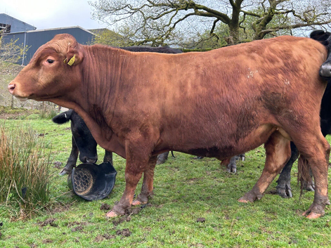 Registered Dexter Bull