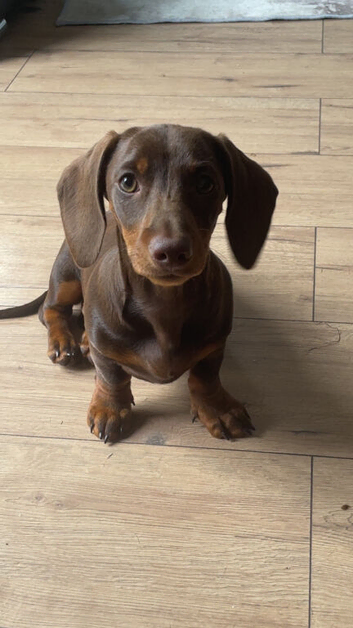 Miniature brown and tan dachshund