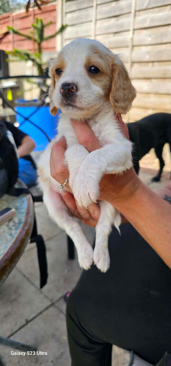 Beautiful cockapoo one boy one girl