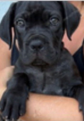 Cane corso male black all innoculations 13 wks
