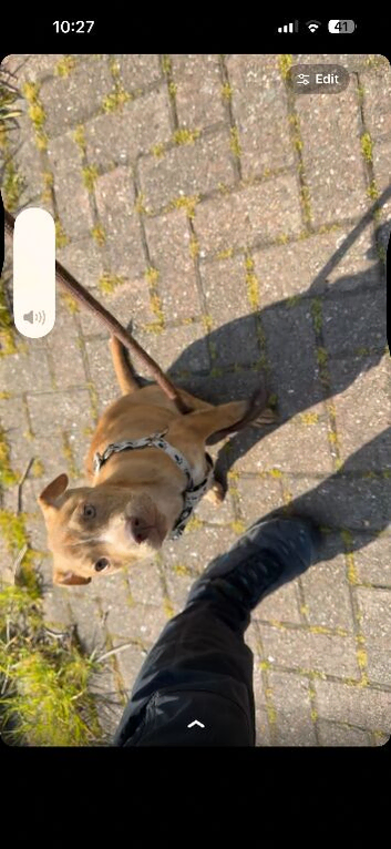 Stunning American bulldog x sharpei pups 5 month old