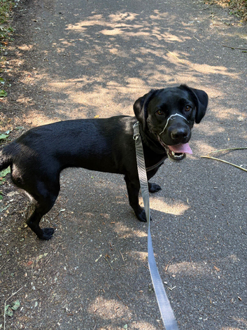 Loving Black Labrador