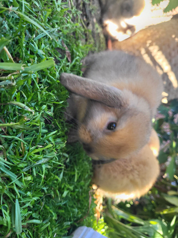 Mini Lop