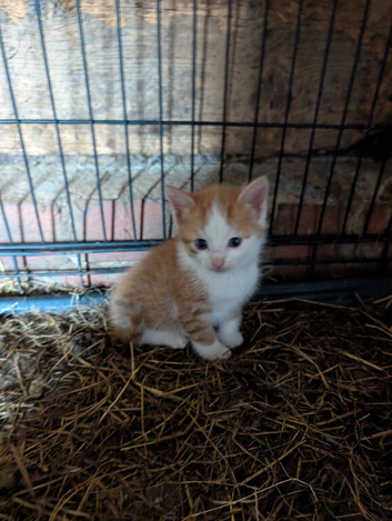 Kittens 3 girls