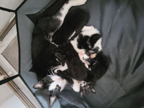 Turkish angora beautiful kittens