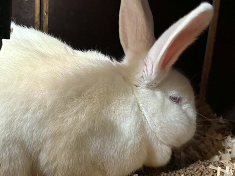 Male and female new zeland rabbits