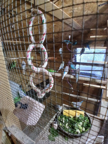 Budgies