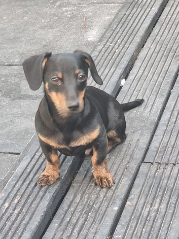 Miniature Dashound/chihuahua
