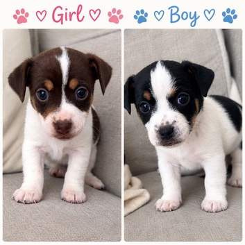 Jack Russels