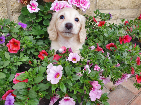 Clear cream long haired female dachshund