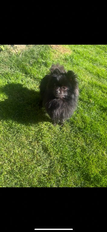 Beautiful Black pedigree Pom