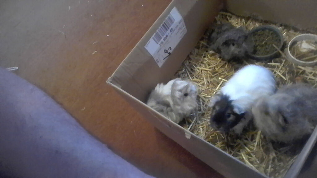 just born baby and two boys 5 months old