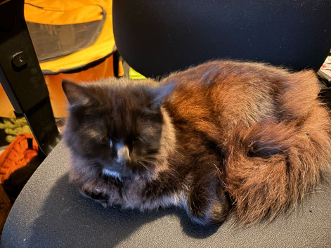 Male British Longhair