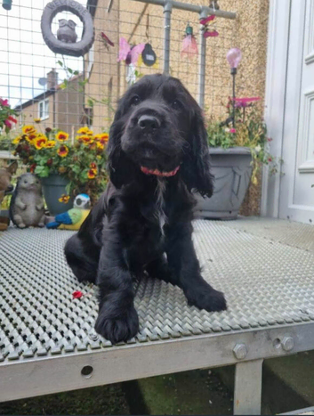 Beautiful cocker spaniels for sale