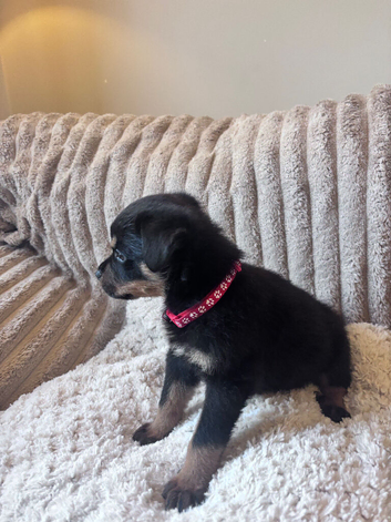 Pedigree German Rottweiler puppies