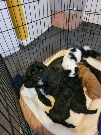 Gorgeous Lhasapoo puppies