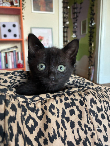 4 black kittens looking for new home