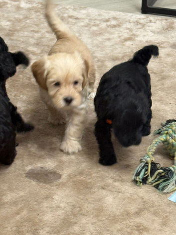 8 gorgeous cockapoo puppies. 6 boys 2 girls