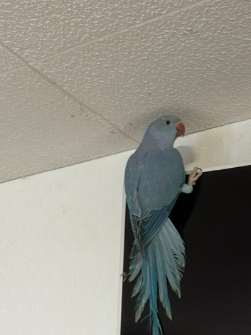 Ringneck Parrot