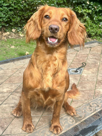 18 month old working cocker