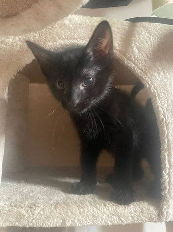 3 black male kittens