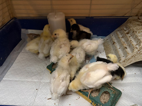 Unsexed cross breed chicks &pound;7 each hatched 9th july & 18th in Epping