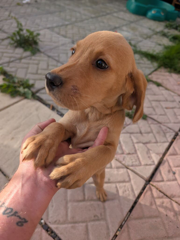 Labrador puppy