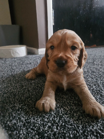 Non Registered Cocker Spaniel Puppies