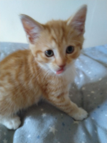 2 male 15 week old kittens