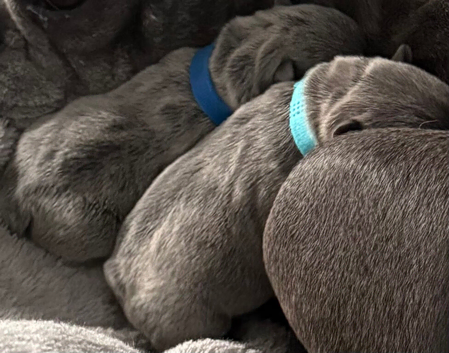 2 male French bulldog pups ready in 5 weeks