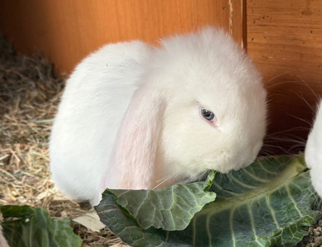 Ready to leave French lop babies for sale