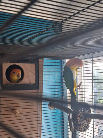 Proven pair of caiques