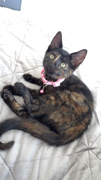 Open to sensible offers 8 week old kitten for sale