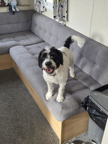 Rehome my Cockapoo/ Labrador