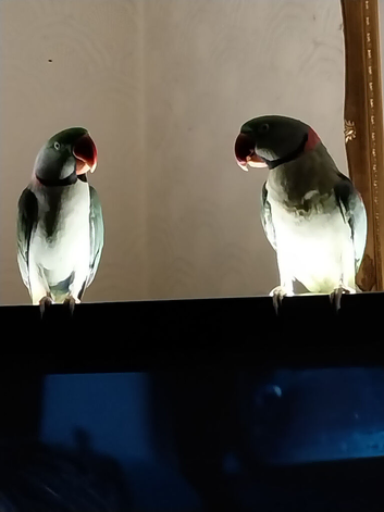 Having to sell my boys