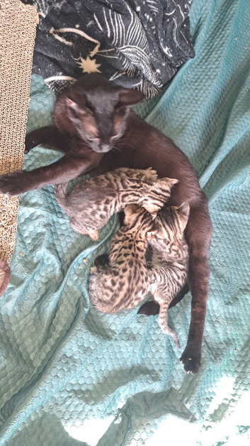 Snow lynx bengal kittens