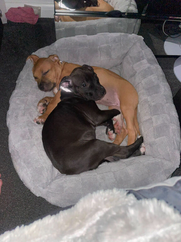 Beautiful staff x American bulldog
