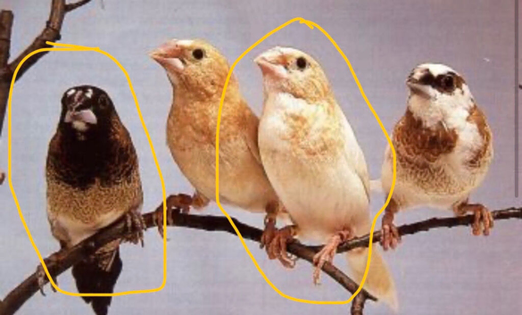 2 Benglease society finch for sale