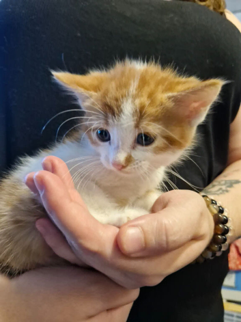 Maine coon cross