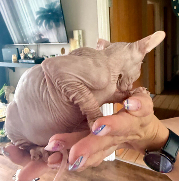 Beautiful Sphynx kittens