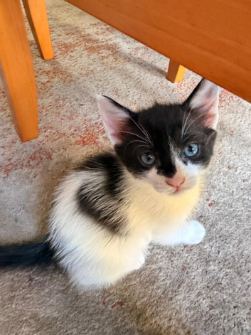 Beautiful 2-Month-Old Healthy & Playful Kittens Looking for Loving Homes