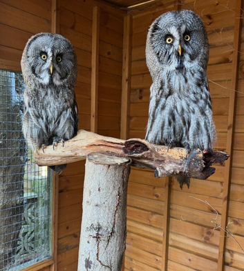 Pair of Great Grey Owls