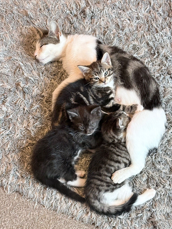 Kitten
