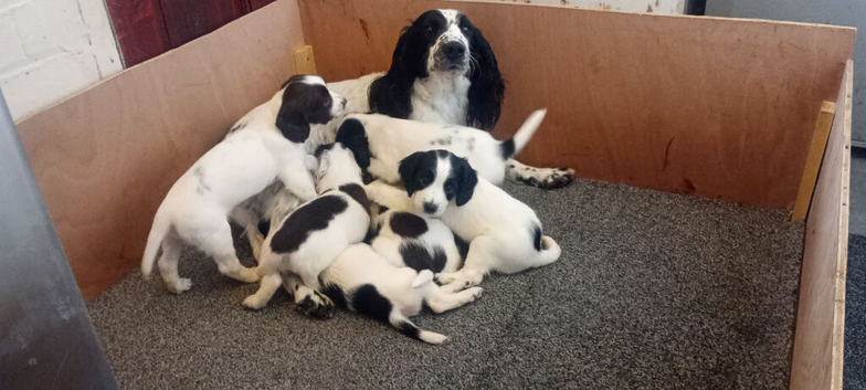 KC reg springer spaniel pups