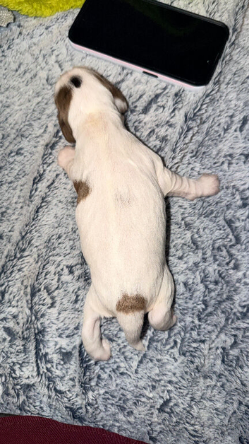 2 female puppies