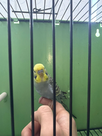 Budgie